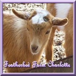CLICK HERE ~ Featherbed Farm Charlotte's Web ~