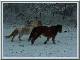 Click to Visit our Miniature Horses