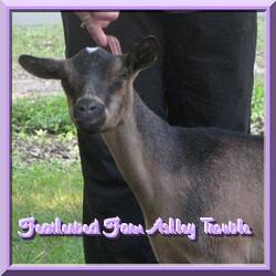 CLICK HERE    ~ Featherbed Farm Ashley Trouble ~