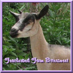 CLICK HERE   ~ Featherbed Farm Bitersweet ~