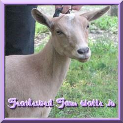 CLICK HERE   ~ Featherbed Farm Halle Jo ~