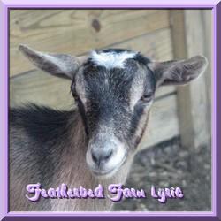 CLICK HERE  ~ Featherbed Farm Lyric ~
