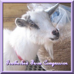 CLICK HERE ~ Featherbed Farm Compassion ~